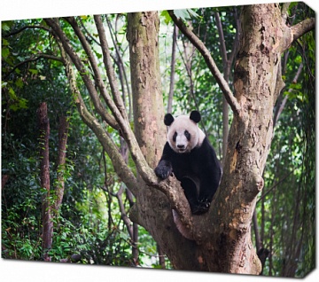 Панда в окружении джунглей