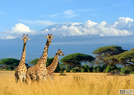 Жирафы в Килиманджаро
