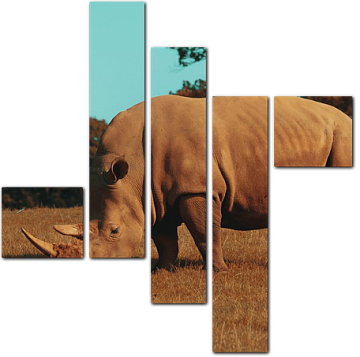 Носорог на травке
