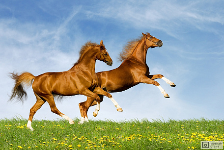 Прогулка двух лошадок в поле