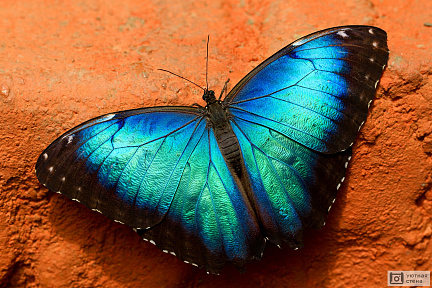 Бабочка Калиго