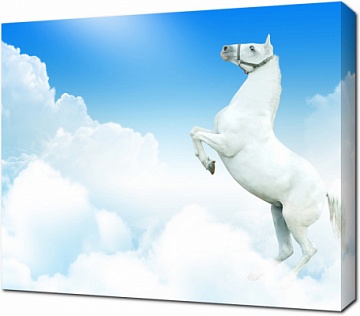 Белая лошадь на фоне неба