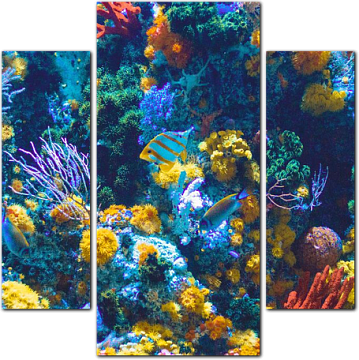 Яркий и разнообразный подводный мир