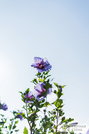 Цветы на фоне голубого неба