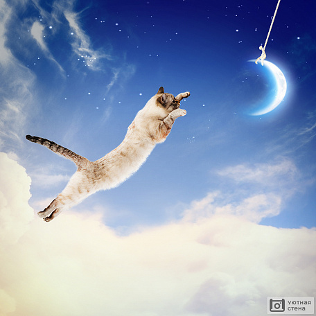 Кот прыгает к луне