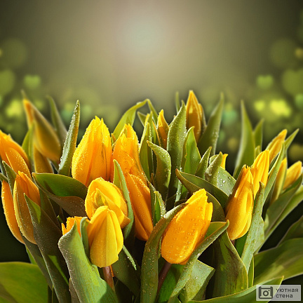 Желтые тюльпаны на красивом фоне
