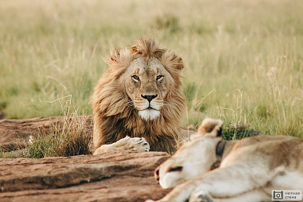 Львы отдыхают в саванне