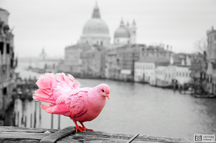 Фотообои Розовый голубь на перилах моста в Венеции