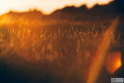 Полевые травы и восходящее солнце