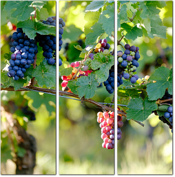 Крупные гроздья винограда