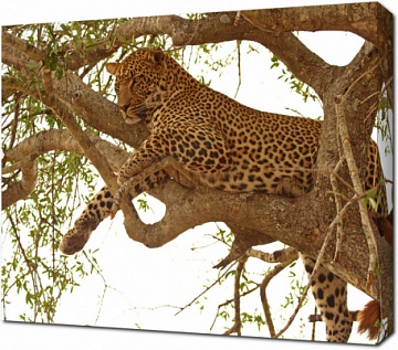 Леопард на дереве в заповеднике Саби-Сэндс