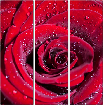 Красная роза с каплями воды