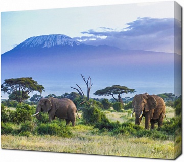 Пара слонов в Килиманджаро