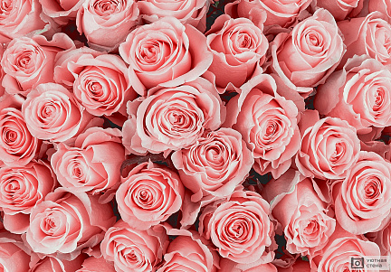 Красочный фон с розовыми розами