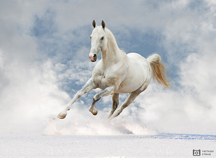 Бегущий белый конь