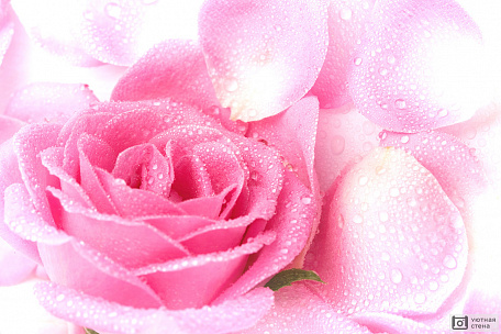 3D Розовые розы с каплями