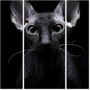 Черно-белое изображение лысой кошки, Сфинкс
