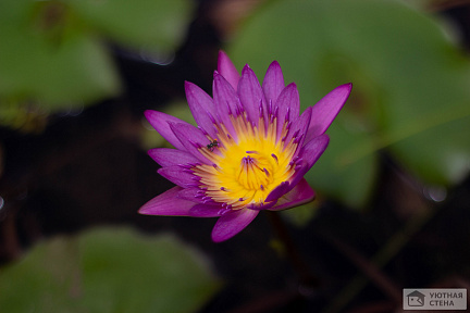 Цветок на озере