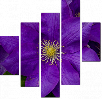 Незабываемые фиолетовые цветы