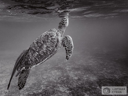 Морская черепаха у поверхности
