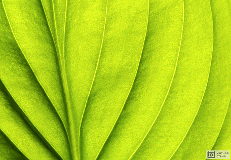 Макросъемка зеленого листа