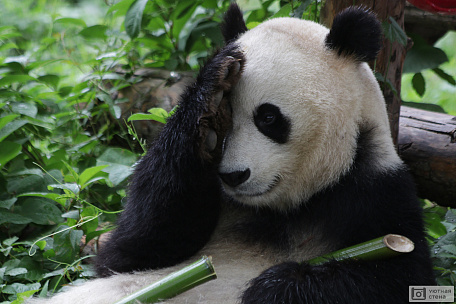 Смущенная панда