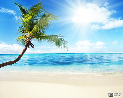 Пальма и пляж с солнцем