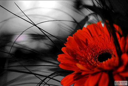 Красный цветок герберы на черно-белом фоне