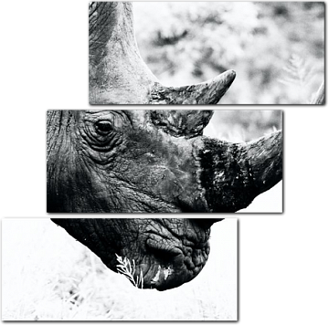 Грозный вид носорога
