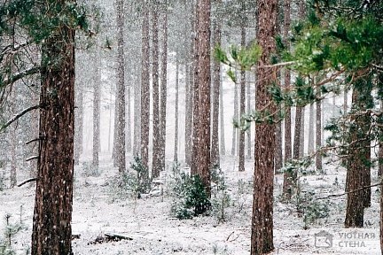 Хлопья снега в сосновом лесу