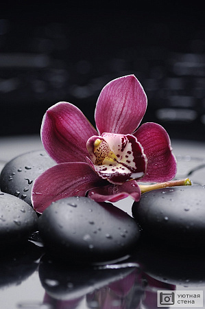Орхидея на черных камнях